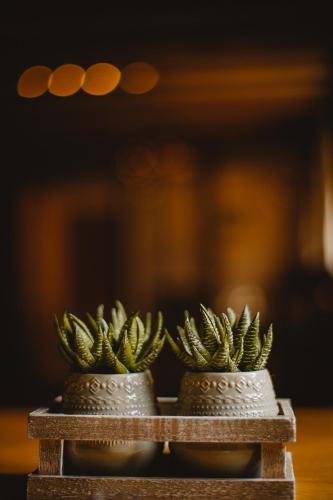 two plants in vases sitting on a table at The Kings Head in New Buckenham