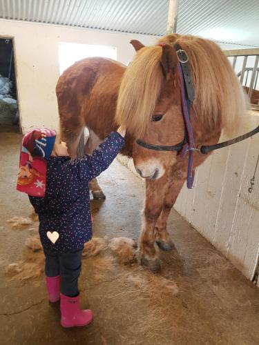 Mała dziewczynka głaskająca konia w stodole w obiekcie Gíslaholt w mieście Borgarnes