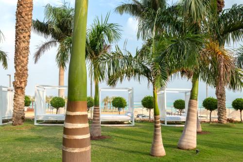 a group of palm trees in a park at Nevo by Isrotel Collection in Ein Bokek