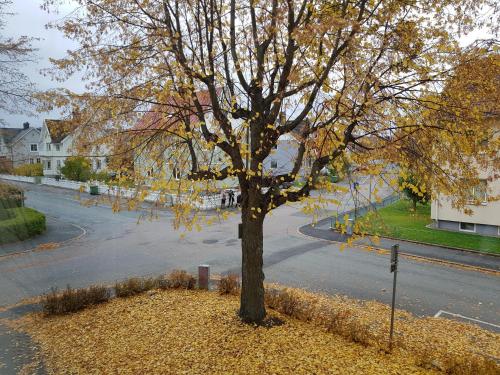a tree on the side of a street at Huskvarna Hotell & Vandrarhem in Huskvarna