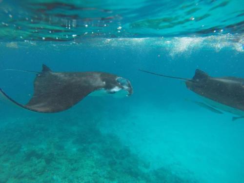 Galería fotográfica de Feridhoo Inn en Feridhoo