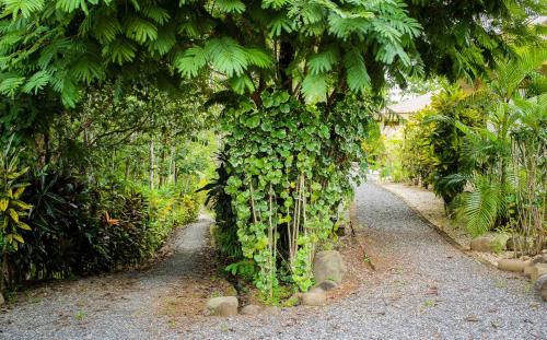 a tree covered in green leaves on a dirt road at Lodge Margouillat in Tambor