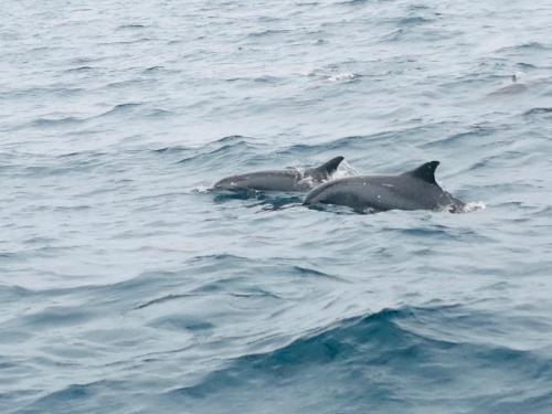 a couple of dolphins swimming in the water at Maafushi View in Maafushi