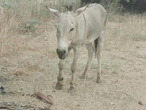 a donkey standing on the ground in a field at Chez medzo et patou in Poponguine