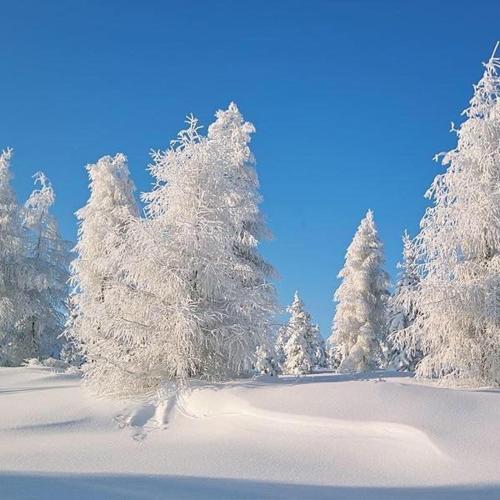 a group of trees covered in snow at Haus Hennecke in Lennestadt