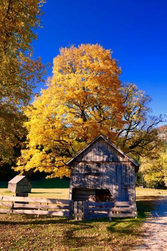 an old barn sitting in a field next to a tree at Ferienwohnung Kirchschlager in Bad Aussee