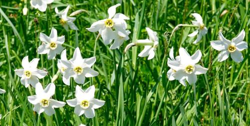 a group of white flowers in the grass at Ferienwohnung Kirchschlager in Bad Aussee