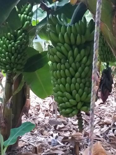 two bunches of green bananas hanging from a tree at Loft en La Aldea de San Nicolas in La Aldea de San Nicolas