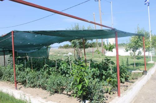 a garden with a covering over a field of plants at Farm Villa in Áyios Pávlos