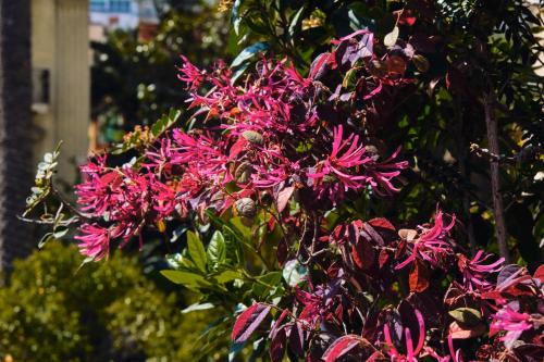 a bunch of pink flowers on a tree at Casa Rubinacci in Naples