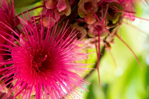 a close up of a pink flower at Horse Cottage in Sarteneja
