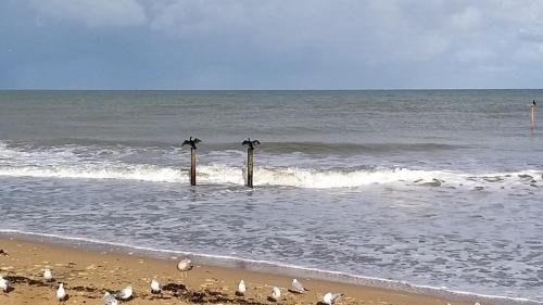 a group of birds standing on the beach at La Chaloupe in Saint-Aubin-sur-Mer