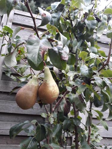 two pomegranates hanging on a tree in front of a house at Room "Carpe Diem" in Zele