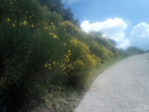 a road with flowers on the side of a hill at la staccionata bianca in Viterbo