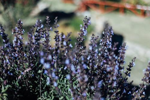 a bunch of purple flowers in a field at Ecolodge La Estancia in Comunidad Yumani