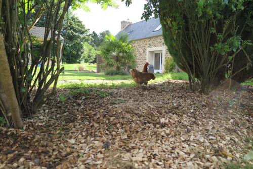 a chicken standing in front of a house at Les Gîtes de Douar Bouillon in La Chapelle-Neuve