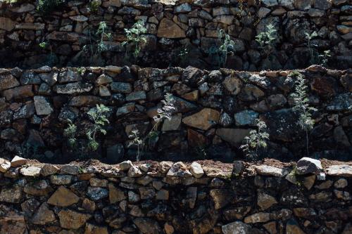 a stone wall with flowers growing out of it at Ecolodge La Estancia in Comunidad Yumani