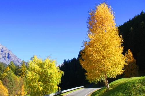 a yellow tree on the side of a road at Residence Raethia tra Bormio e Livigno in Valdidentro