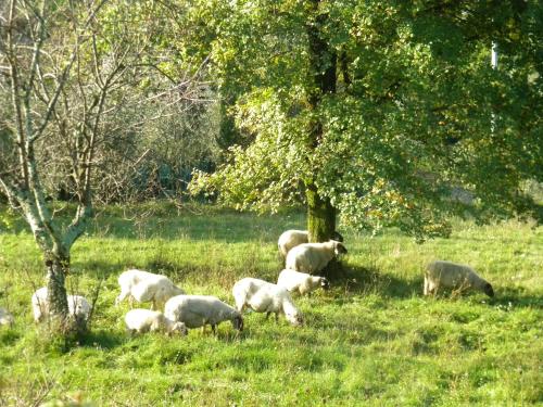 a herd of sheep grazing in a field with trees at Giunasco in Bagnone
