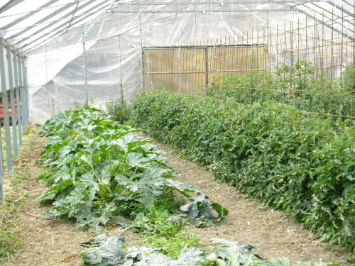 a greenhouse filled with lots of green plants at Giunasco in Bagnone