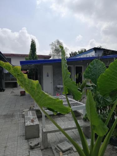 Κήπος έξω από το Katrina's Dorm