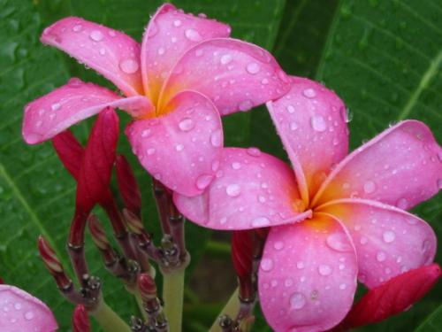 a pink flower with drops of water on it at Minshuku Myojoso in Yoron