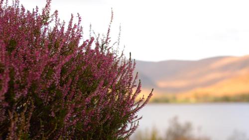 a purple flower with a lake in the background at Torlinnhe in Fort William