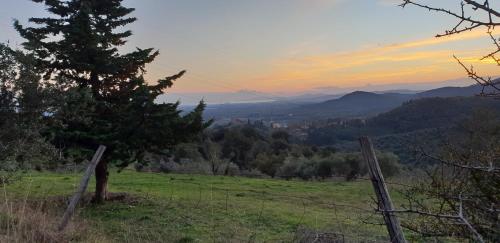 a field with a fence and a tree on a hill at Borgo al Cielo - Albergo Diffuso in Suvereto