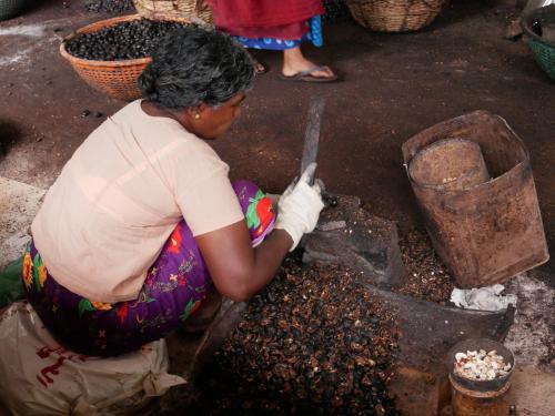 a woman is sitting on the ground collecting bees at Munroe Coconut Homestay in Munroe Island