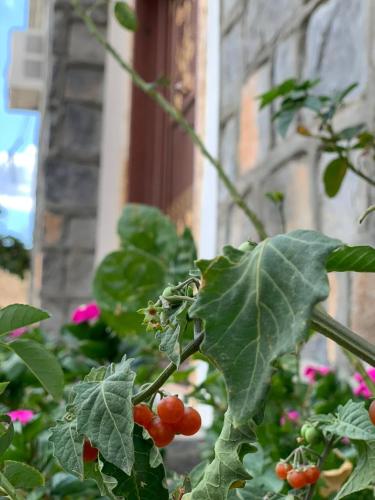 Un jardín fuera de Jabal Shams Villa