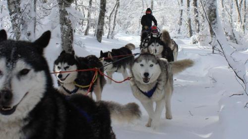 a group of dogs pulling a man in a sleigh in the snow at Horizon Aubrac Laguiole in Laguiole