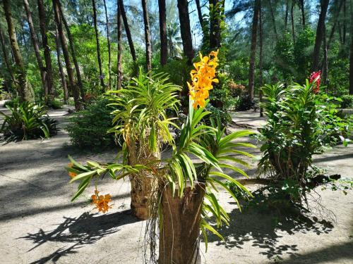 a group of plants in a garden with trees at Hapla beach cottage in Ko Kho Khao