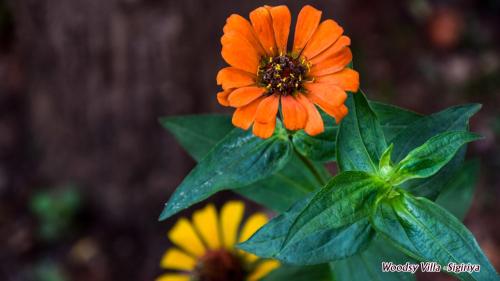 an orange flower with green leaves next to other flowers at Woodsy Villa in Sigiriya