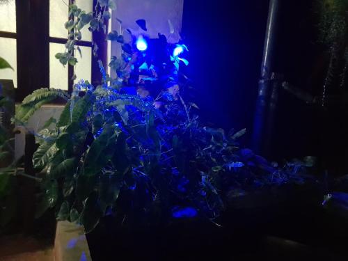 a vase filled with blue lights next to a plant at Peacock Residence & Cabana's in Tangalle