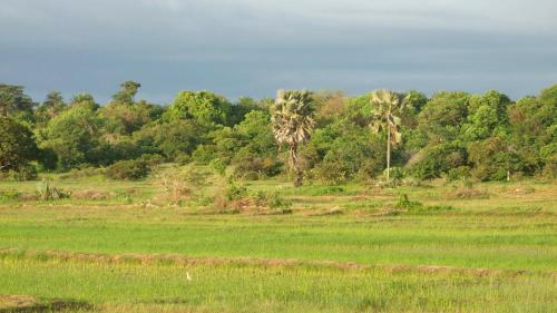 a field with green grass and palm trees in the background at Le Kibalaou in Cap Skirring