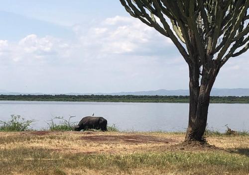 an elephant standing next to a tree near a body of water at Kasenyi Lake Retreat Lodges & Campsite in Kasese