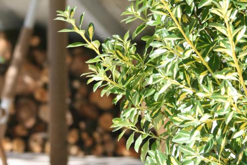 a close up of a green plant with wine bottles in the background at Villa Gelati in Kutaisi