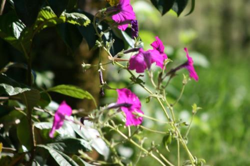 a group of purple flowers on a plant at Villa Gelati in Kutaisi