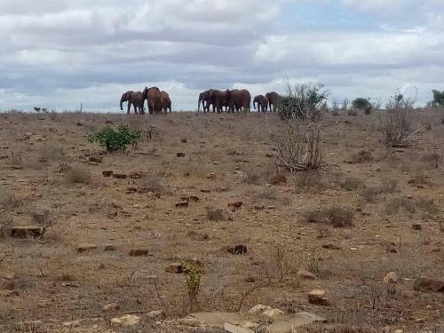 a herd of horses standing in a field at BeB Sardegna2 Anjumasa village in Watamu