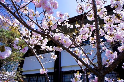a tree with pink flowers in front of a building at Koyasan Shukubo Yochiin in Koyasan