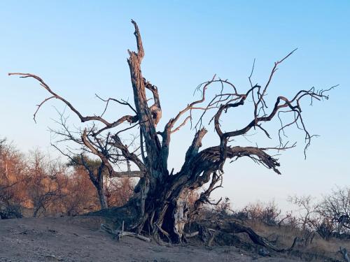 a dead tree in the middle of a field at Modjadji Estate Lodge & Spa in Grietjie Nature Reserve