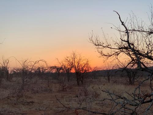 a group of trees in a field with a sunset at Modjadji Estate Lodge & Spa in Grietjie Nature Reserve