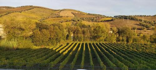 an aerial view of a vineyard on a hill at Vale do Rodo Residencial in Peso da Régua