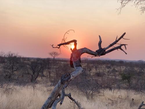 a sculpture of a person on top of a tree branch at Modjadji Estate Lodge & Spa in Grietjie Nature Reserve