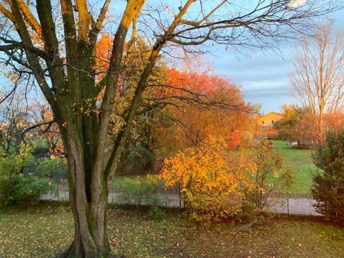 a tree in the middle of a park with autumn leaves at Barchessa Rossetti in Concordia Sagittaria