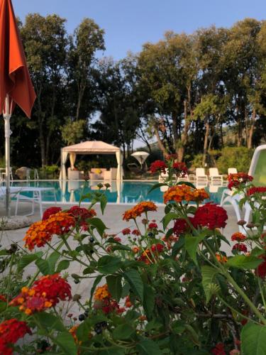 a swimming pool with red flowers in the foreground at Eden Park Hotel in Marina di Campo