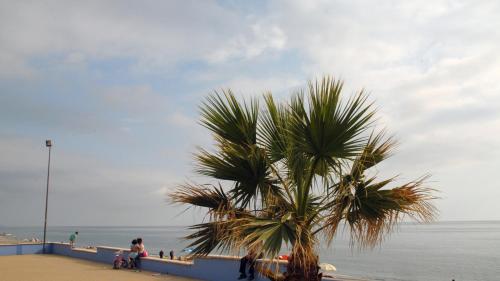 a palm tree on a beach near the ocean at Casalbergo700 in Marina di Fuscaldo