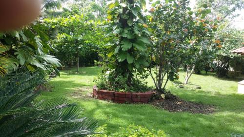Ogród w obiekcie Los Palmares Guest House & Eventos