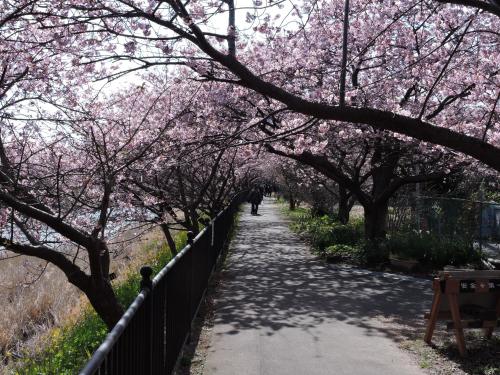a person walking down a path with flowering trees at Shimoda Prince Hotel in Shimoda