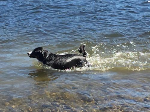 a black dog is swimming in the water at 4 persoons Stuga in Hammarstrand